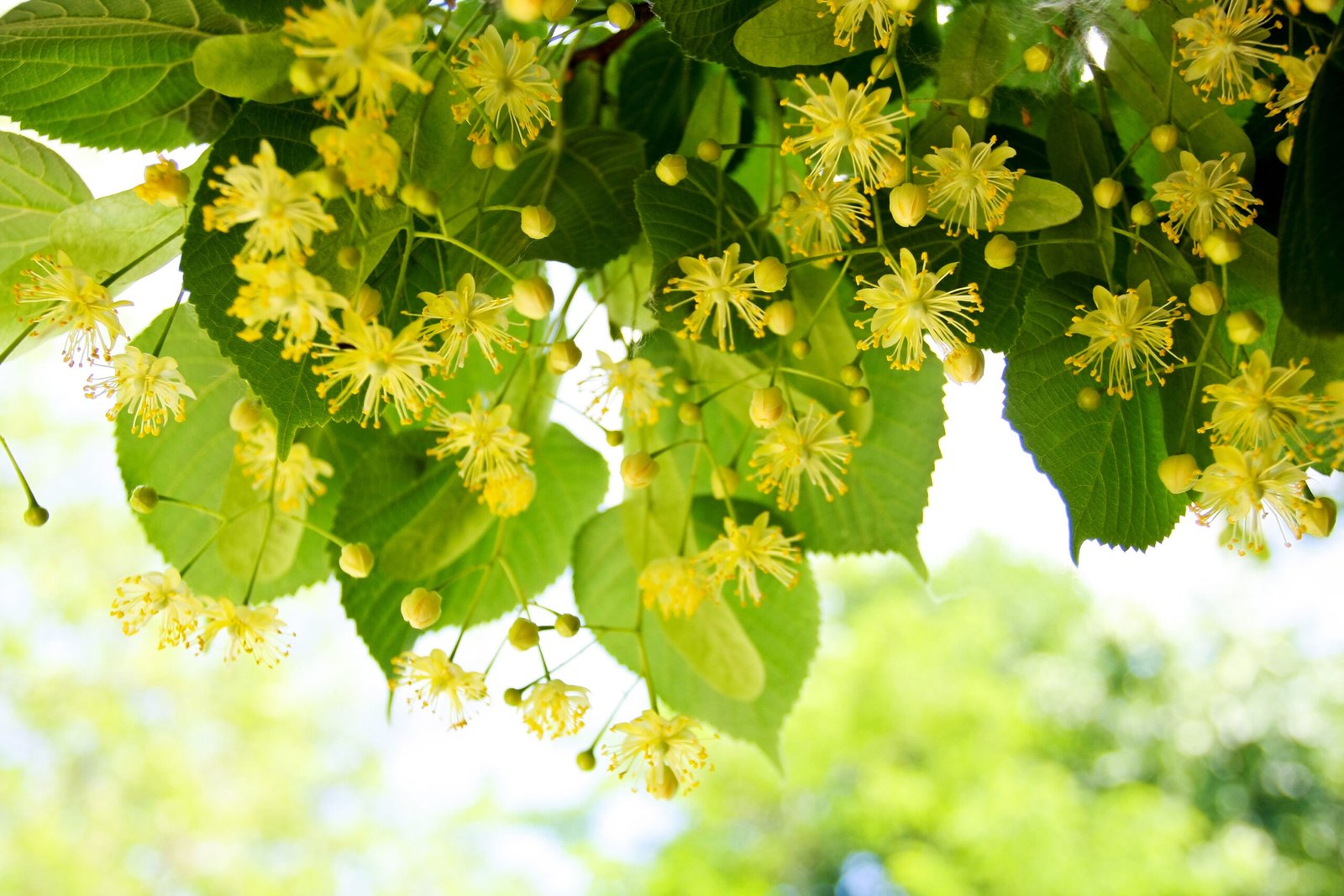 <i>Tilia europea</i> (Lime/Linden flowers)