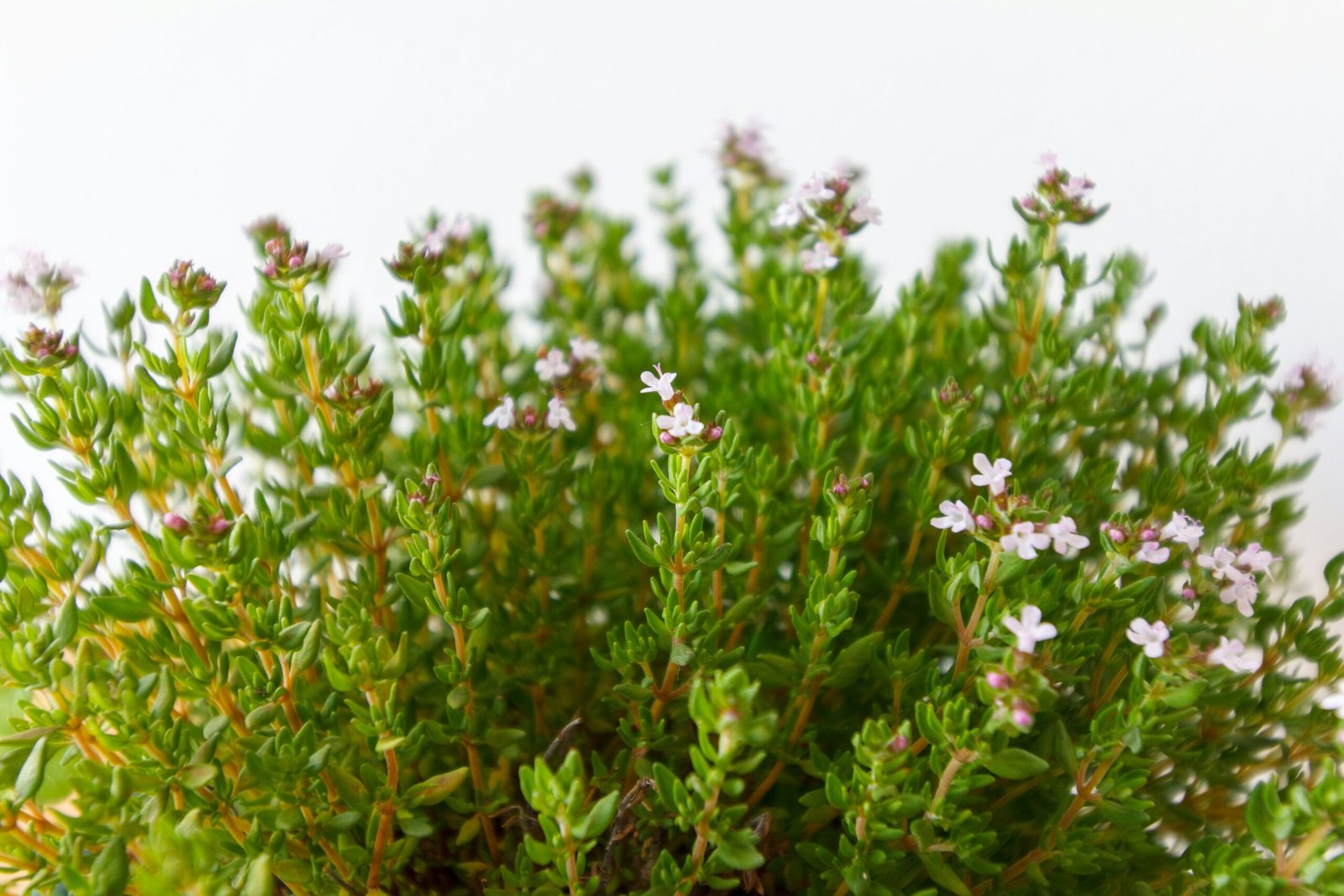 <i>Thymus vulgaris </i>(Thyme)