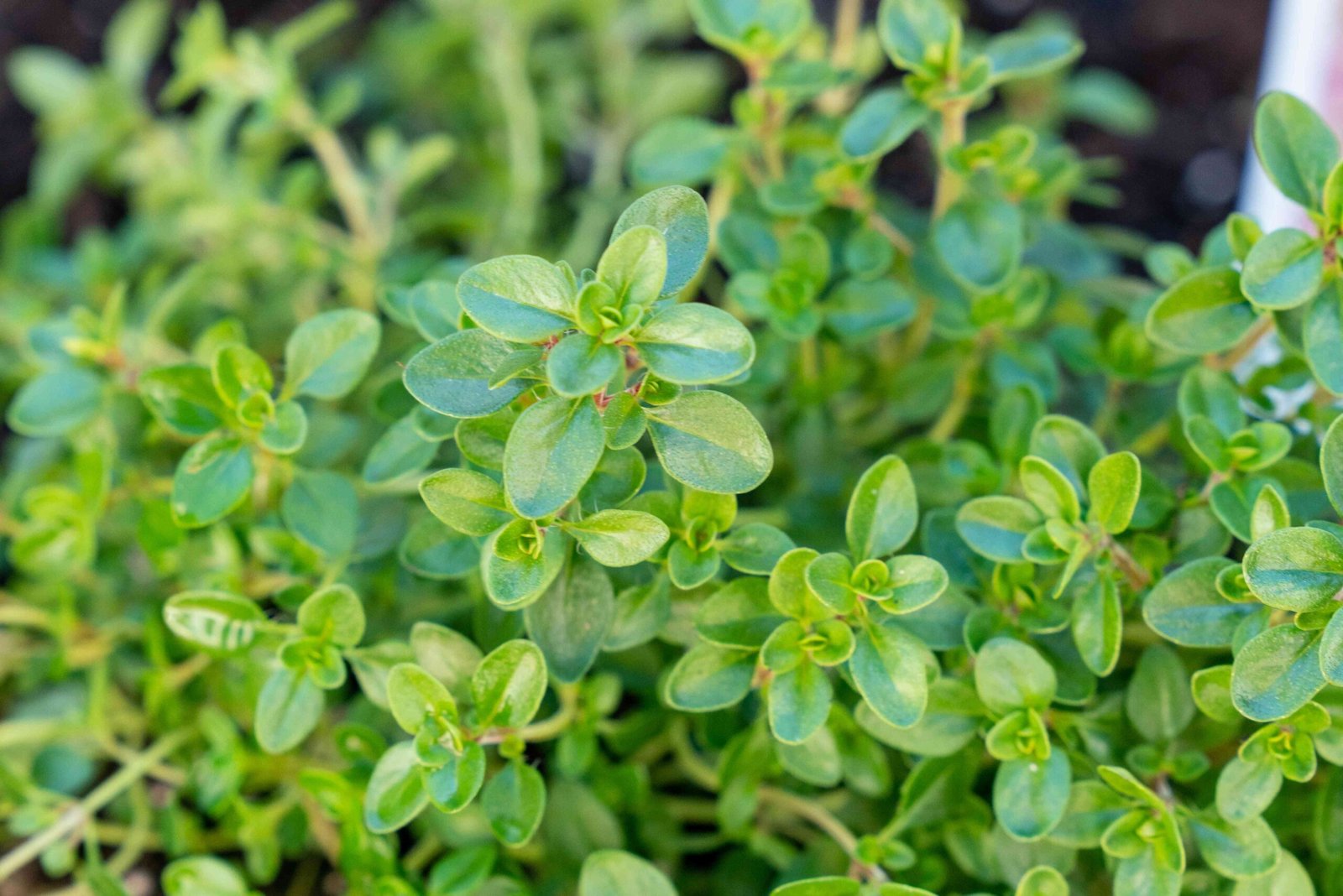 <i>Thymus vulgaris </i>(Thyme)