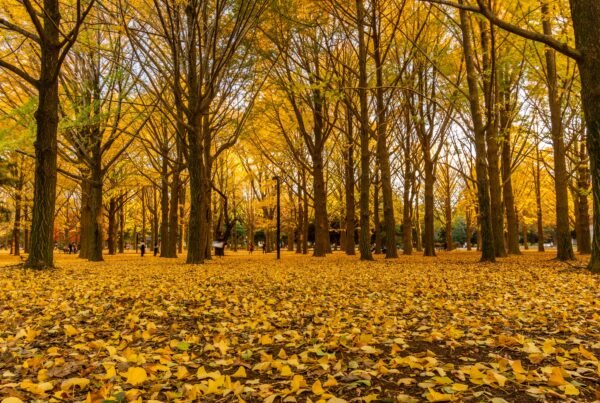 best supplements for autumn