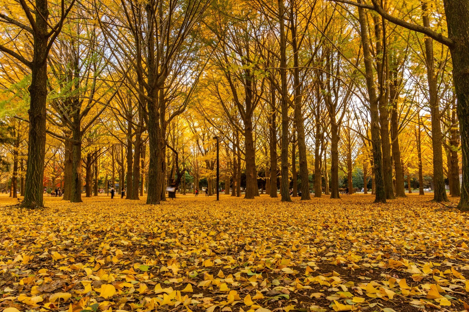 best supplements for autumn